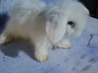 Teddy Lop Tavşan Yavrular