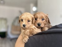 Sevecen Maltipoo