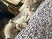 British Shorthair Lilac