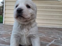 Geleceğin Devleri Safkan Erkek Ve Dişi Alabay Yavrularımız