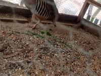 1 Yaşında Erkek Keklik