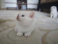 British Siyam Melezi Kediler