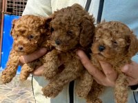 Toy Poodle Minik Kalplerin Büyük Neşesi!