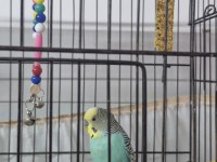 Mükemmel Güzellikte Muhabbet Kuşu