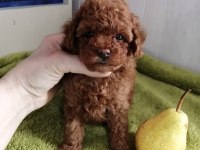 Toy poodle red brown kore mini yavrular