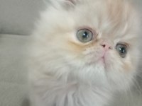 Safkan Şecereli İran Kedisi Bebekler