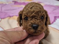 Orjinal Poodle Yavrular