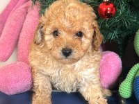 Yasal Çiftlikten Toy Poodle Yavru