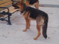 10 Aylık Alman Çoban Köpeği