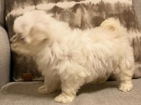 Show Maltese Yavruları