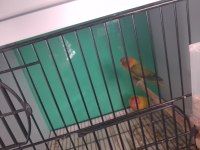 Sevda Papağanı Çift Ve Yavru