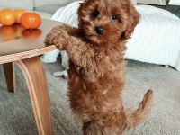 Toy poodle kore kan orjinal yavrular