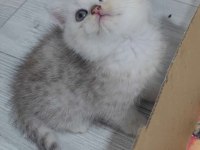 Kalite British Longhair Bebek Teslime Hazır