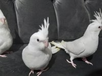 Beyaz Yavru Sultan Papağanları