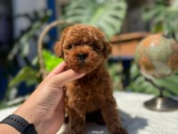 Teslime Hazır 2 Aylik Kore Poodle Bebekler