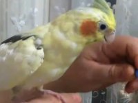 Full evcil sultan papağanı