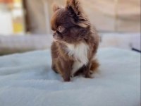 Safkan Elma Kafa Küt Burun Şecereli Şivava Rusyadan Alındı