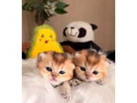 Golden British Longhair Yavrular