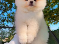 Pomeranian boo ayı surat köpeğimiz