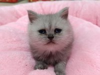 Scottish fold ve scottish straight erkek