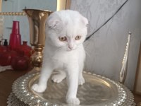 Kar Beyaz Scottish Fold Yavrularımız