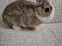 Safkan Hollanda Cüce Erkek Ve Dişi Tavşanlar