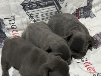 Harika Fransız Bulldog Bebekler