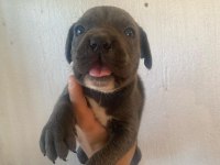 Sağlıklı cane corso blue erkek yavru