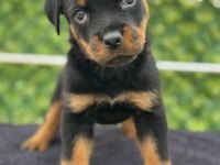 A Şecere Kıf Kayıtlı Rottweiler Yavrularımız