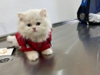 Teslime hazır iran kedisi bebeklerimiz