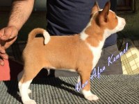 Irk Garantili Basenji Yavruları