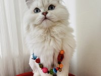 British Longhair Kedilerime Yeni Yuva Arayışındayım