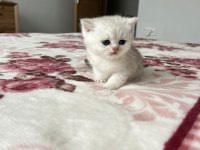 Ns 11 Ve Silver Tabby British Shorthair Yavrular