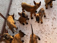 Safkan malinois yavrular