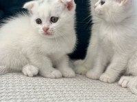 Kedimizi Sahiplendirme