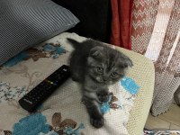 3 Aylık Scottish Fold Yavrumuz