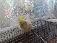 Albino & Lutino Takım Sultan Papağanı