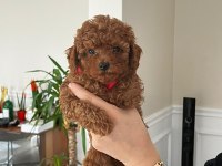 Toy Poodle Köpeği Yavrularımız