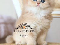 İpeksi Tüylü Golden British Longhair Ny11