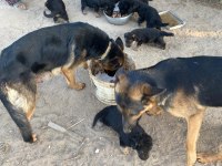 Alman kurdu köpeğimiz