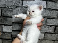 British Shorthair Dişi Bluepoint
