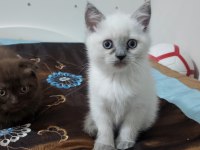 4 Tane Yavrumuz Var 2 Ay Bir Haftalık Kedimiz