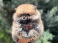 Muhteşem Pomeranian Renkler