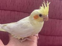 Ele Alışkın Yavru Sultan Papağanı