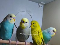 Kuş malzemeleri dahil muhabbet kuşu