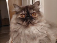 Safkan Sıfır Burun Dişi İran Kedisi