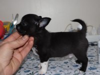 Kısa tüylü erkek chihuahua