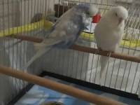 Jumbo Çift Muhabbet Kuşlar