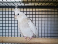 6-7 aylık dişi sultan papağanı