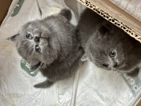 British Shorthair Bebek Kedilerimiz